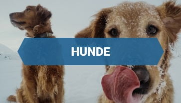 Hunde